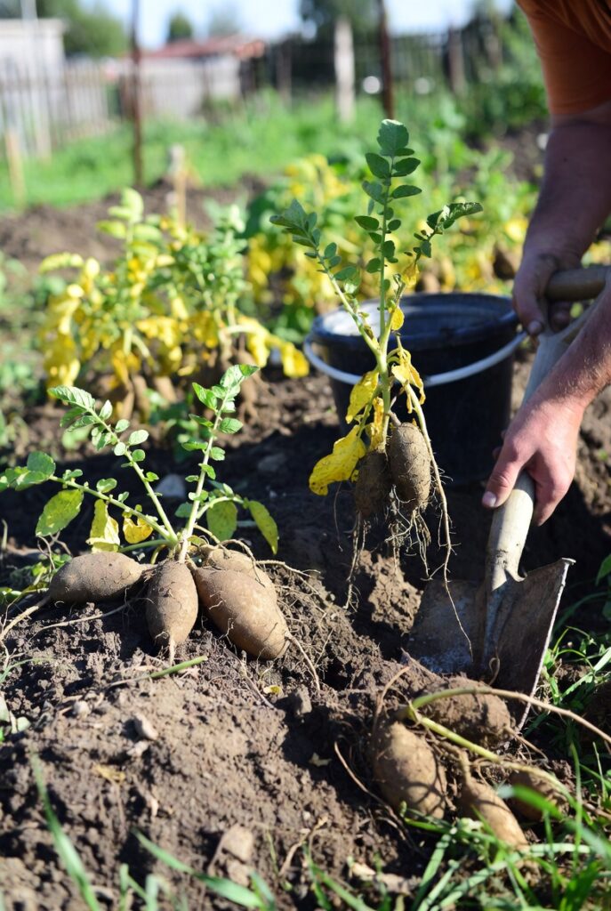 Перший врожай картоплі в червні