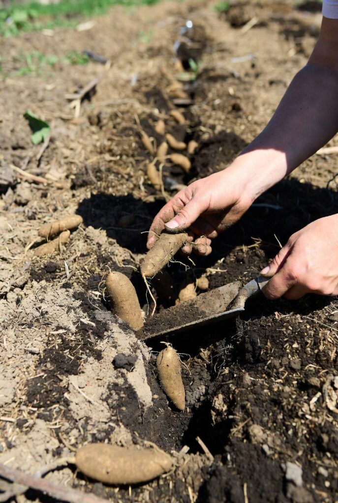 Як виростити молоду картоплю вдруге ?